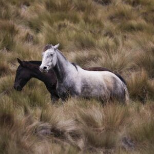 Cabalgata / Horseback riding